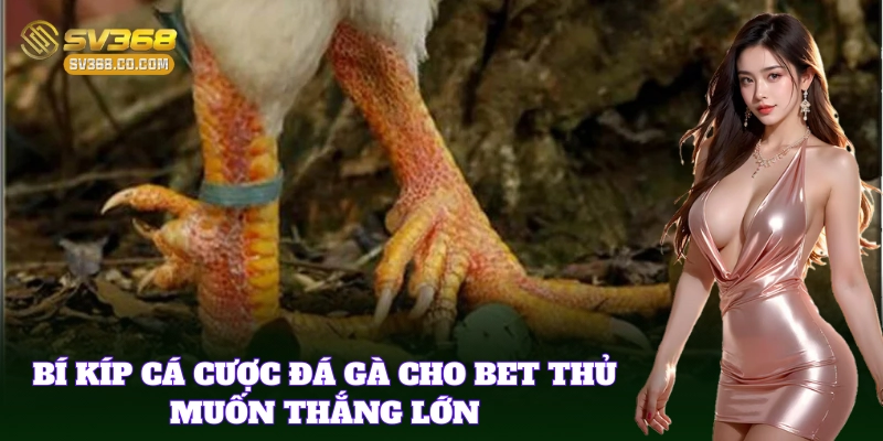 Phân Biệt Gà Đòn Và Gà Cựa – Mẹo Chọn Chiến Kê Cực Chuẩn